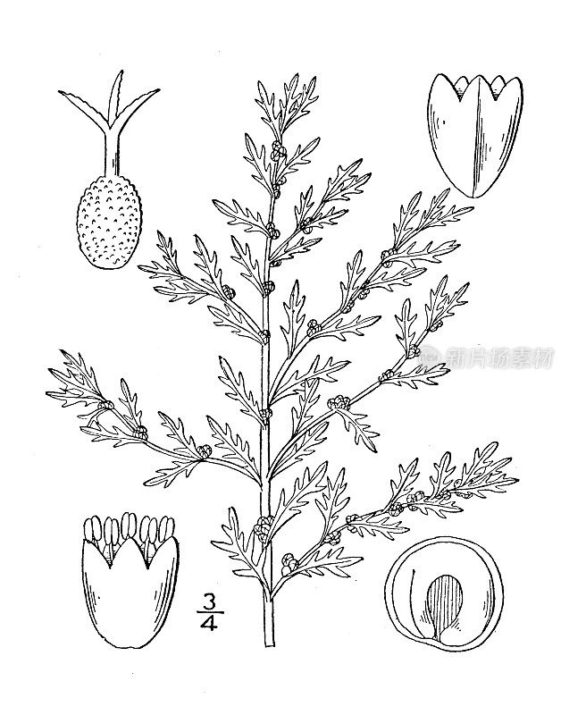 古植物学植物插图:Roubieva multifida，切叶醋栗